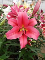 [5190 Imprato VWS No01.JPG]